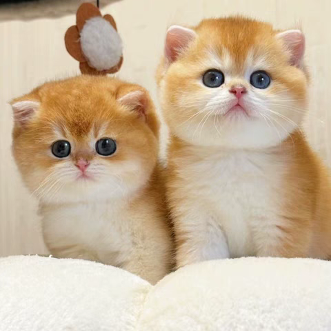 猫舍直销,批发价出售,英短金渐层